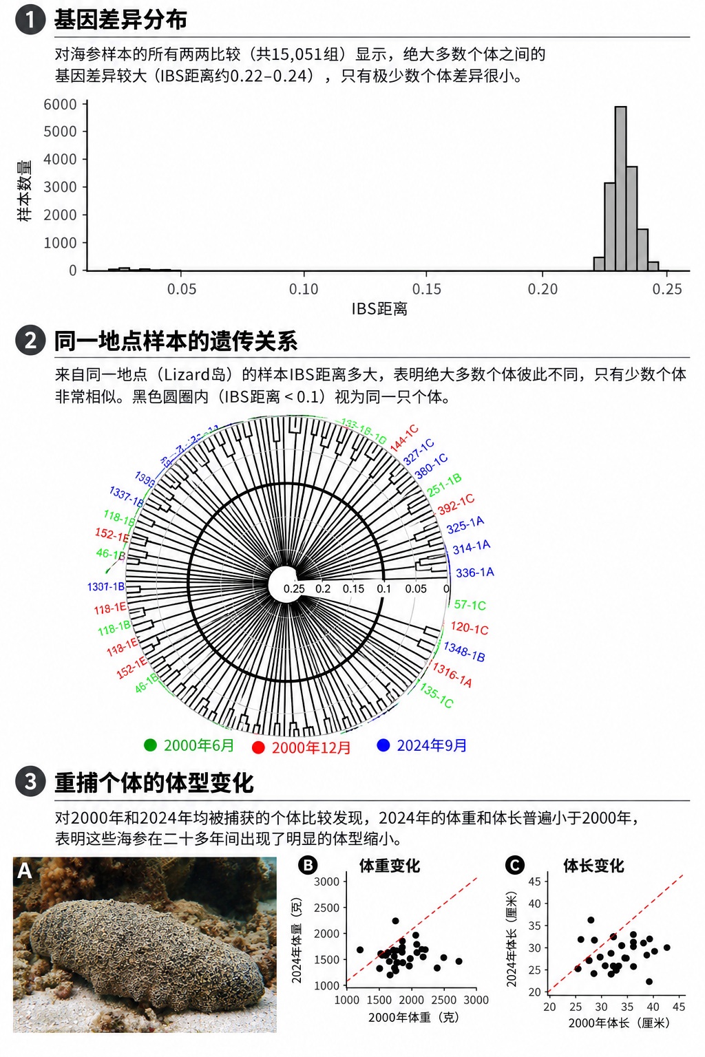大堡礁发现形似大便的海参，寿命可超120岁