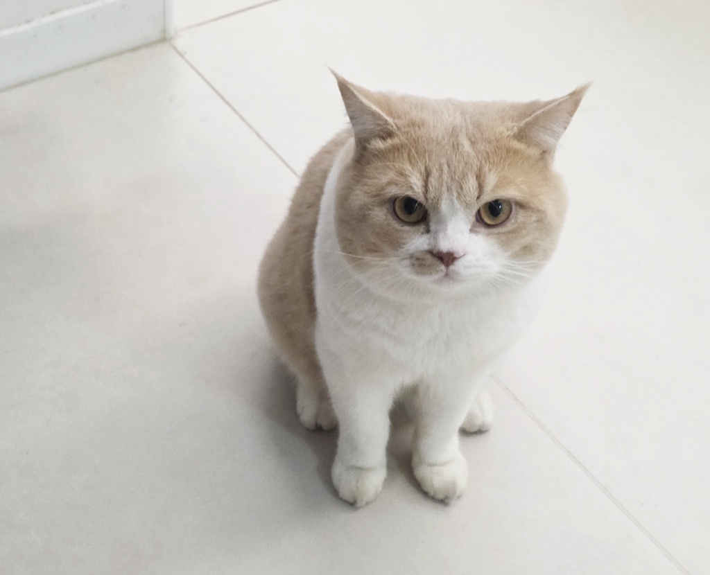 猫在迎接男主人时叫声更大