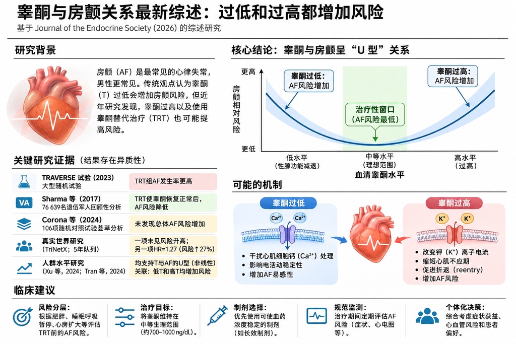 睾酮过高过低都伤心脏:雄激素与心律失常的隐秘关联