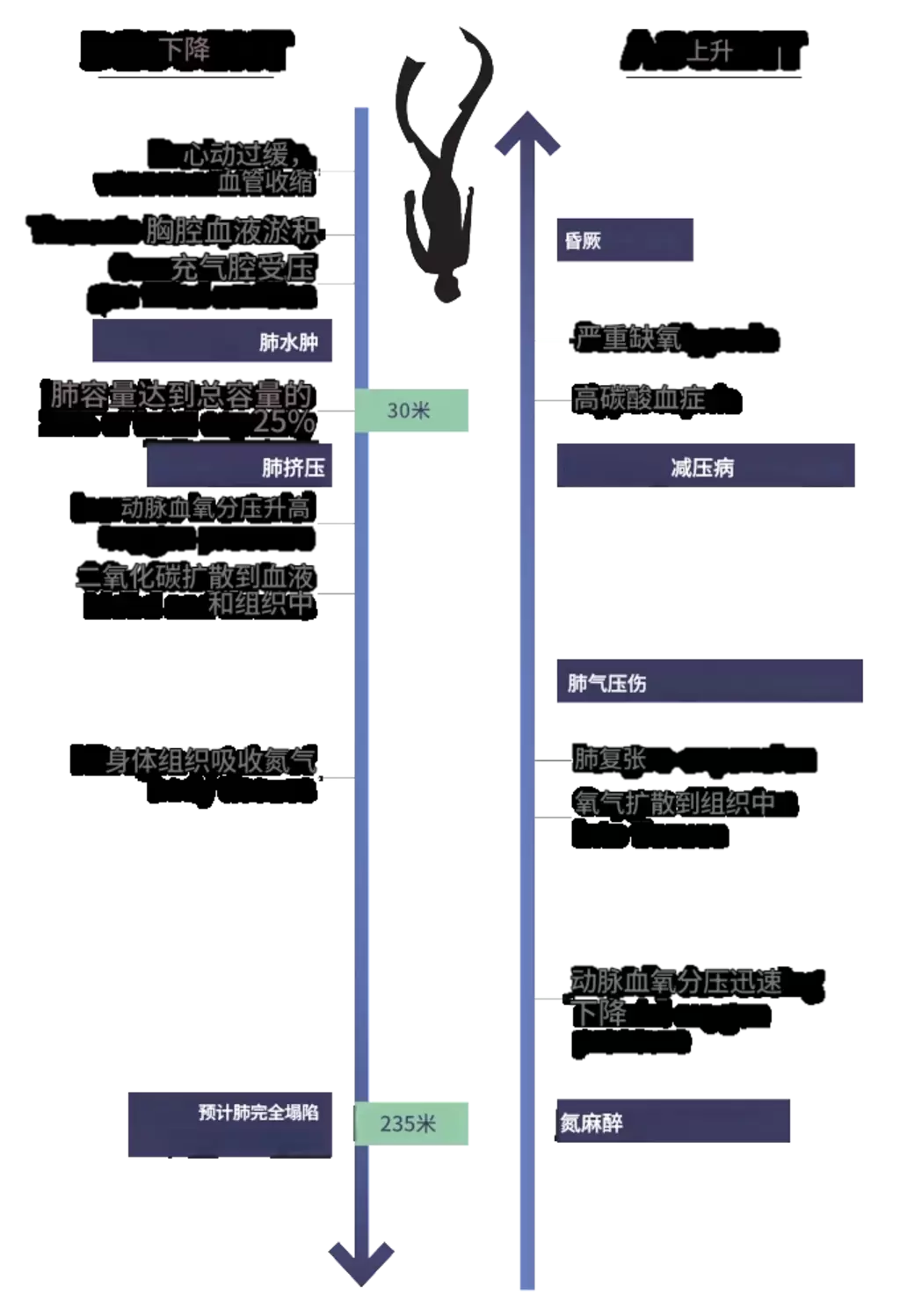 自由潜水能憋气近30分钟，但这个过程中大脑在加速脑老化