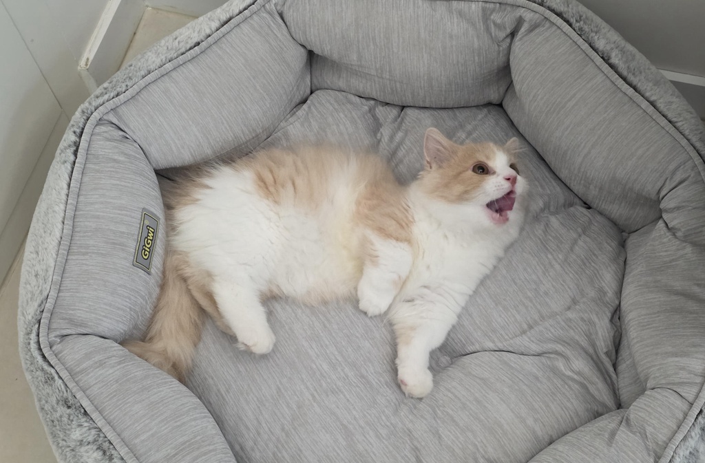 猫猫为啥要在半夜嚎叫