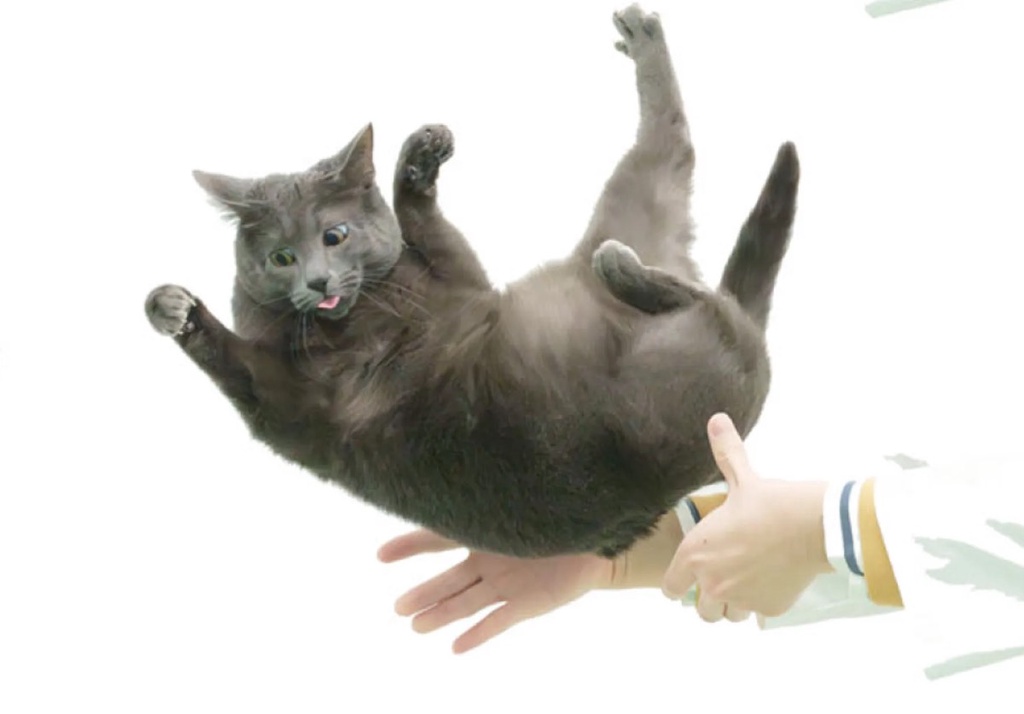 脊柱里的物理学：为什么猫猫总能四脚落地