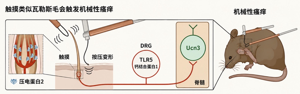 科学家发现痒痒的开关:毫毛底下藏着独立的”痒觉器官”