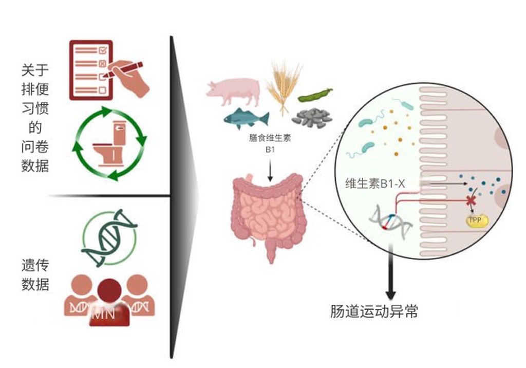 为什么维生素B1能调节你的排便频率