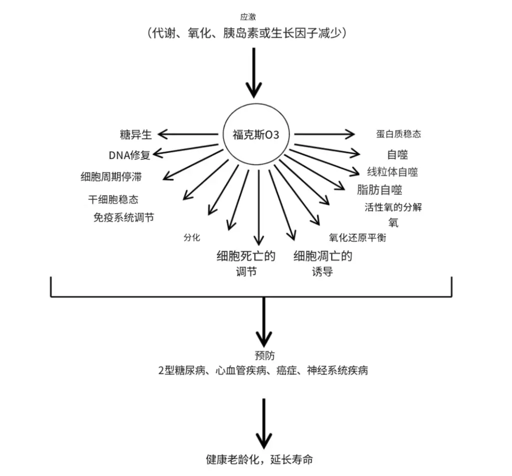 中国科学家用干细胞让猴子逆转衰老
