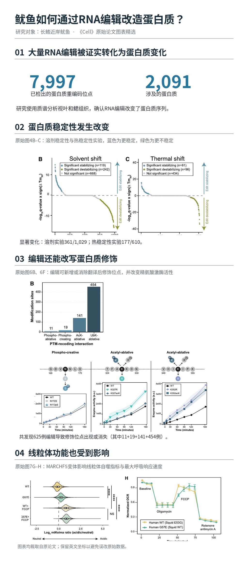 最像外星人的生物：鱿鱼能通过RNA编辑实时修饰蛋白质