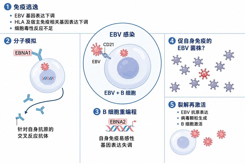 人人都有的EB病毒,怎么就成了”万能病毒”?