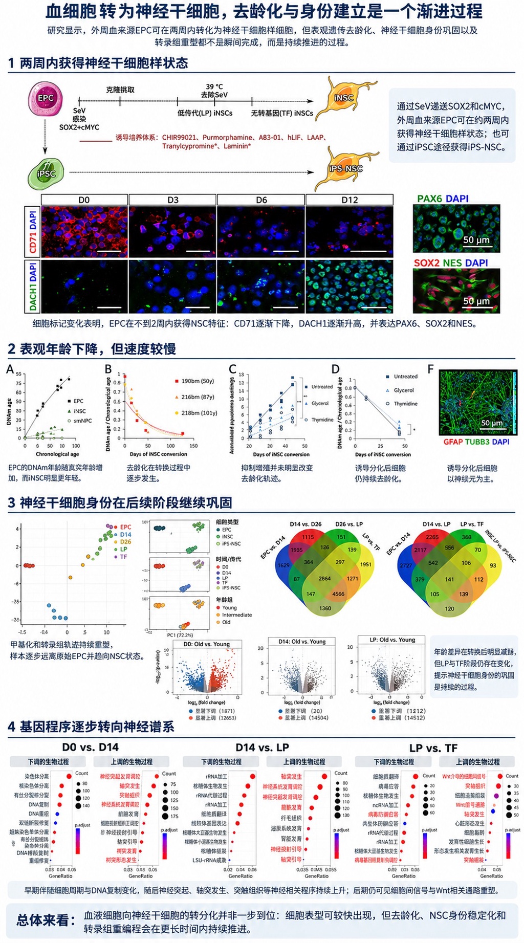 让百岁老人的细胞成功逆龄,科学家揭示重编程的新机制