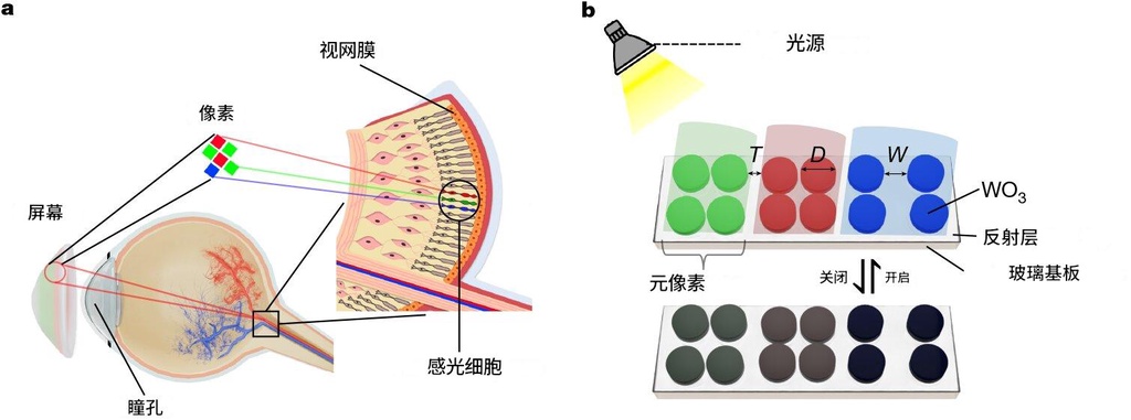 科学家制造出真视网膜屏：超25000ppi，达人眼极限分辨率