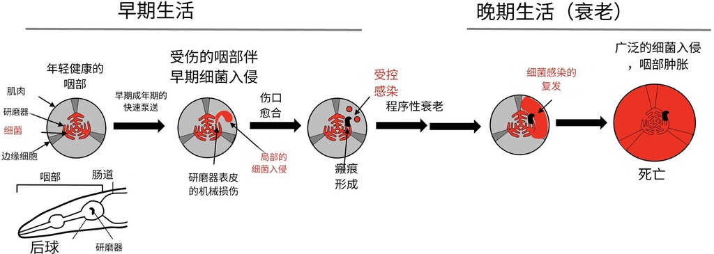 衰老分两步走：从早年损伤到晚年的疾病爆发