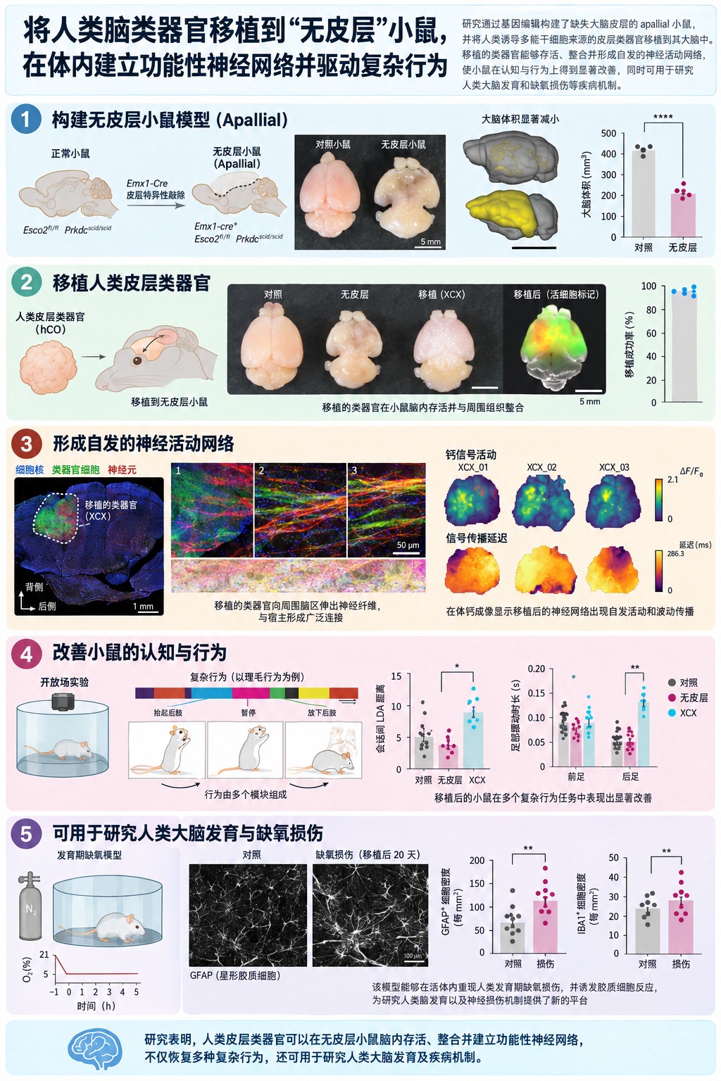 科学家用人类大脑细胞接管小鼠大脑皮层