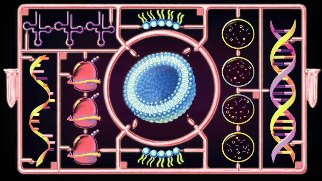 科学家首次让非生命分子长成完整细胞并分裂
