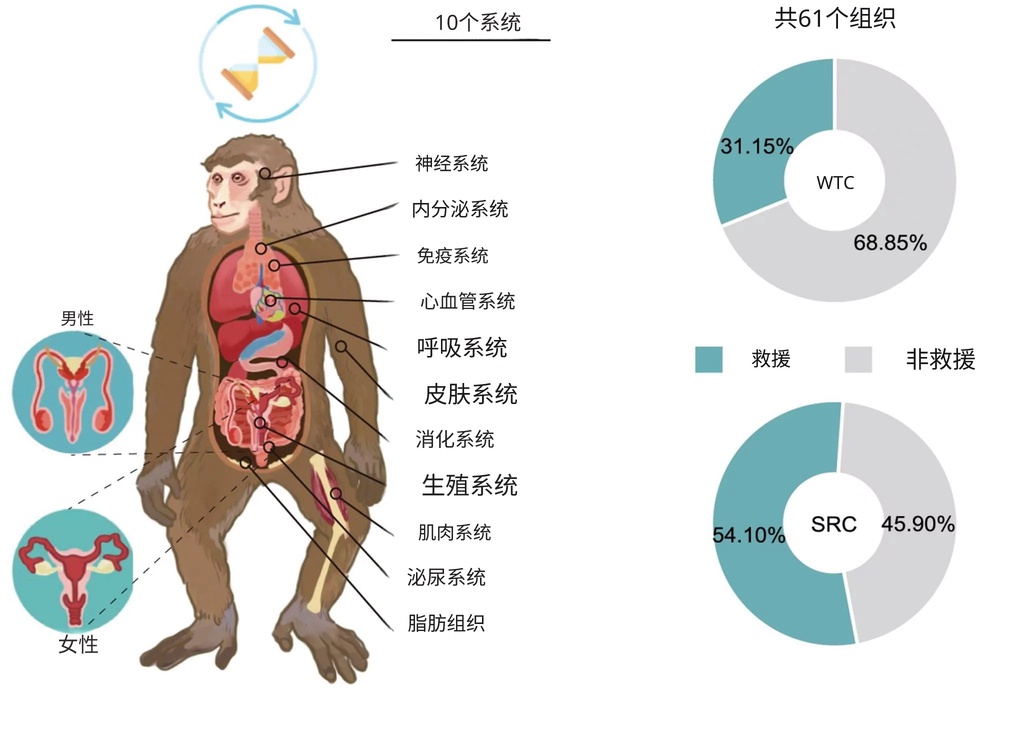 中国科学家用干细胞让猴子逆转衰老