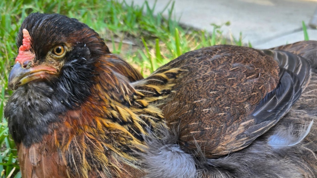 14岁母鸡打破纪录，成了世界上最老的鸡