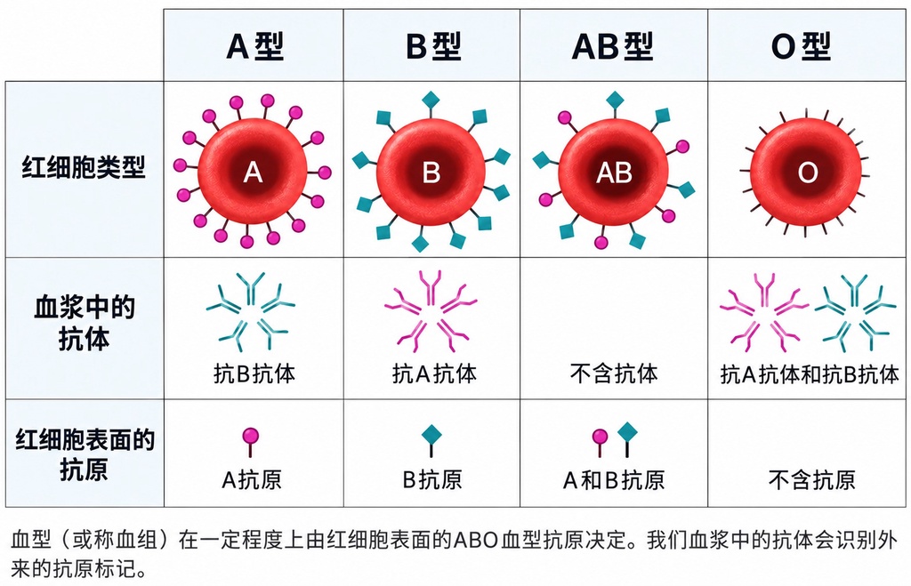 血型与健康风险：为什么B型血患2型糖尿病几率高28%