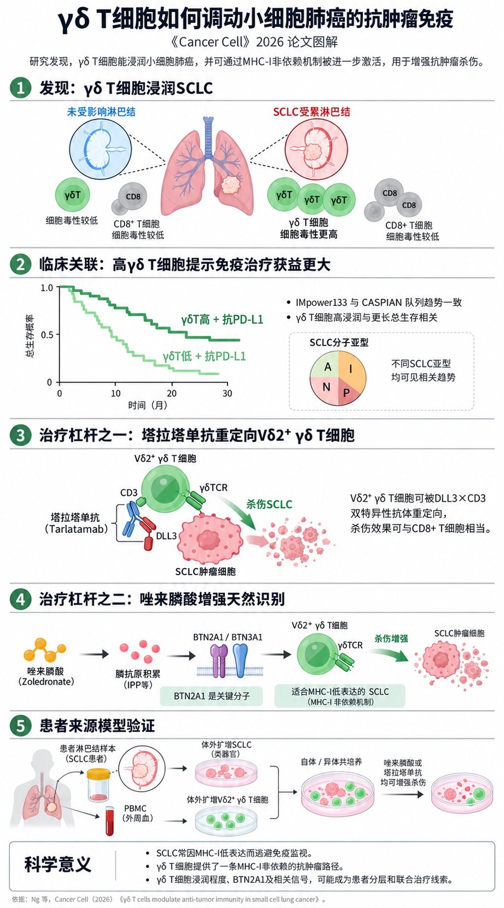 科学家发现能对抗小细胞肺癌的免疫细胞