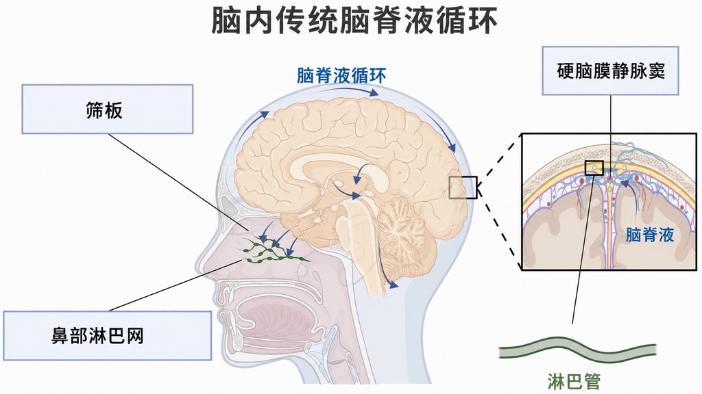 慢性疲劳综合征或与大脑”排污系统”失灵有关