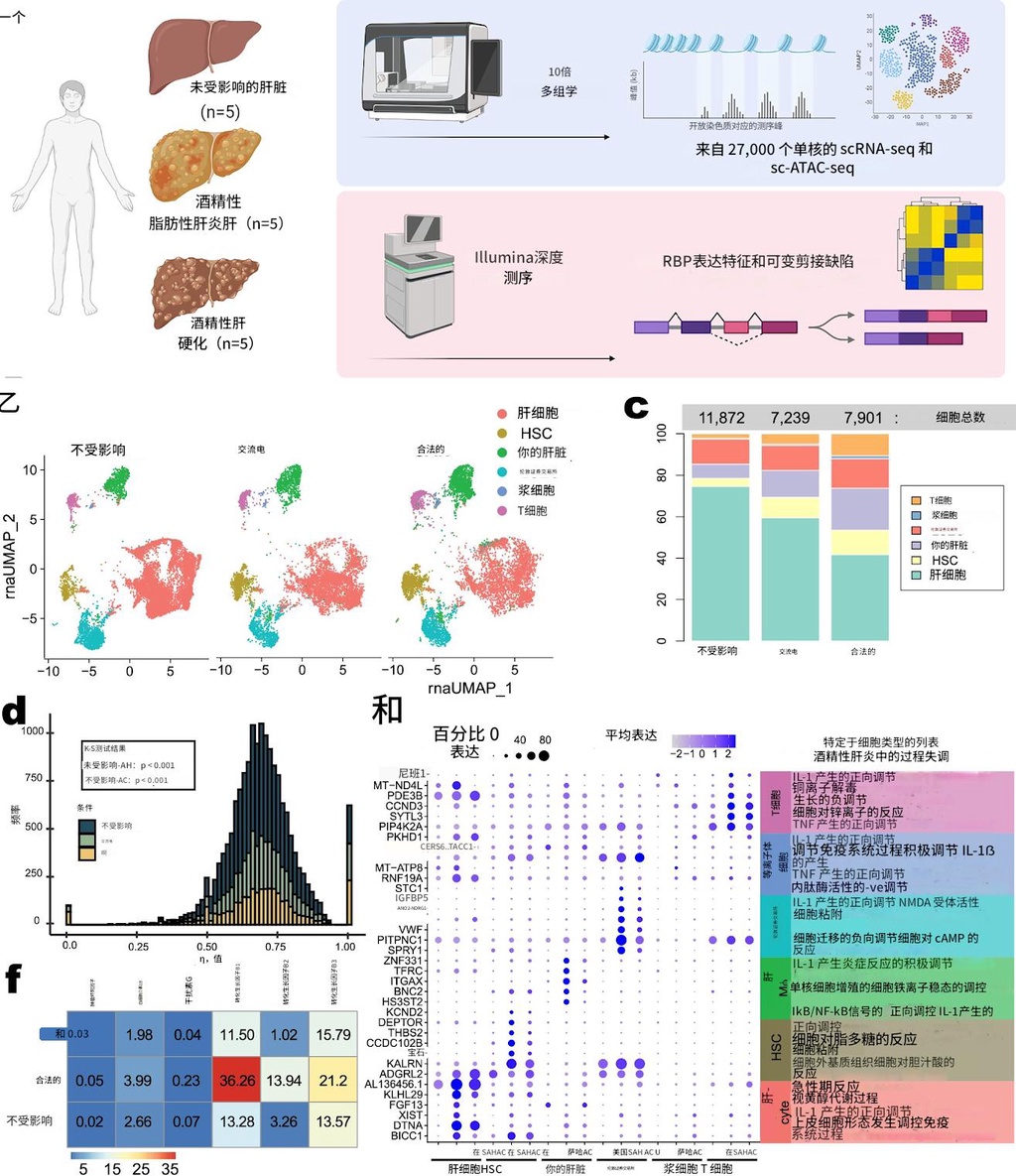 酒精如何让肝脏失去自我修复力