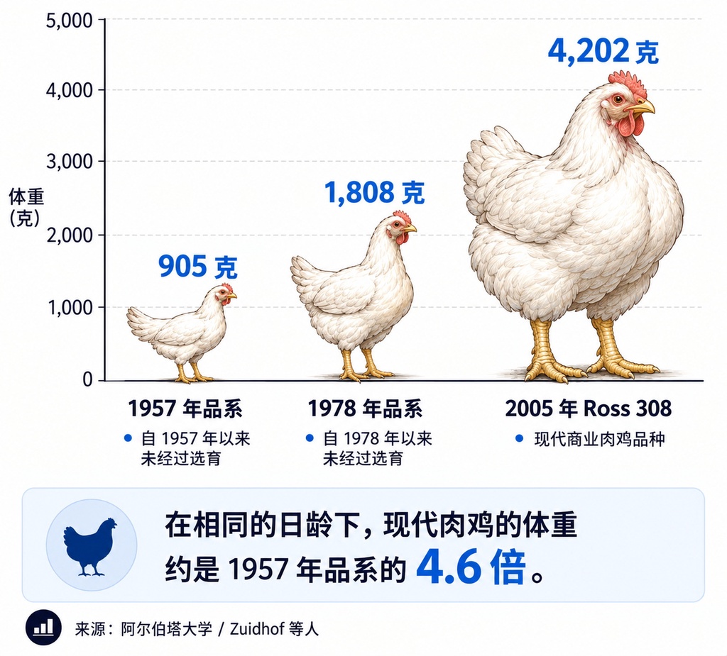70年膨胀4倍:肉鸡体型是如何飞涨的