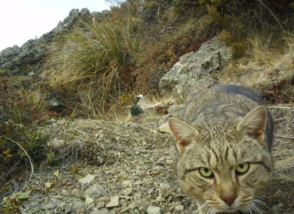 新西兰要在2050年前消灭野猫